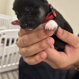 London - Black and tan female Shiba Inu puppy in Elizabeth, New Jersey from Shiba Inu Loving Care