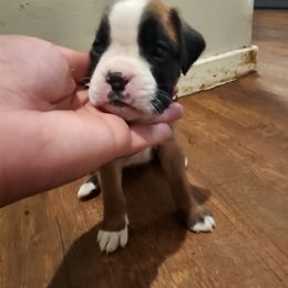 Boxer Puppies from Von Di Ludus