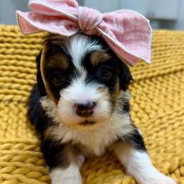 Light pink collar girl - Tri-color female Bernedoodle puppy in Herriman, Utah from Rose Canyon Doodles