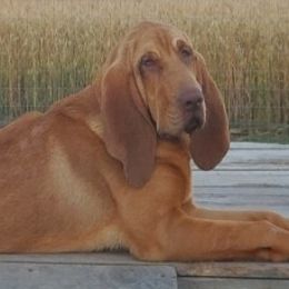 Bloodhounds from Compton CreekBloodhounds