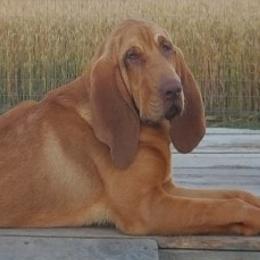 Bloodhounds from Compton CreekBloodhounds