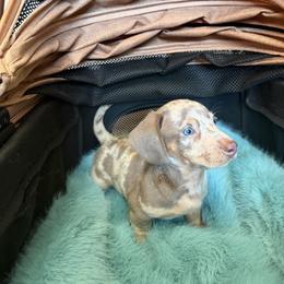 Weston - Dapple male Dachshund puppy in Modesto, California from Raws Doxies
