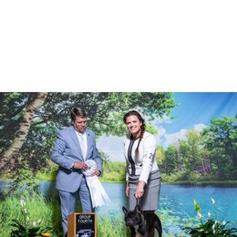 Spanky - French Bulldog