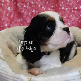 Cavalier King Charles Spaniel Puppies from Pups on the Ridge