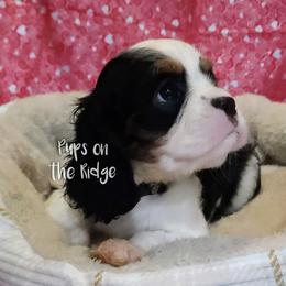 Cavalier King Charles Spaniel Puppies from Pups on the Ridge