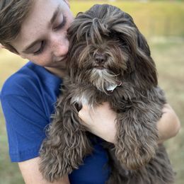Jilly - Havanese