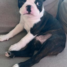 Boston Terrier Puppies from Bethelbreeders