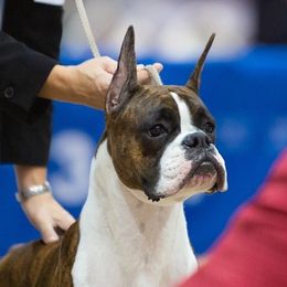 Brinn - Boxer