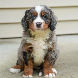 Fallon - Merle male Bernedoodle puppy in Dundee, Ohio from Down Home Doodle