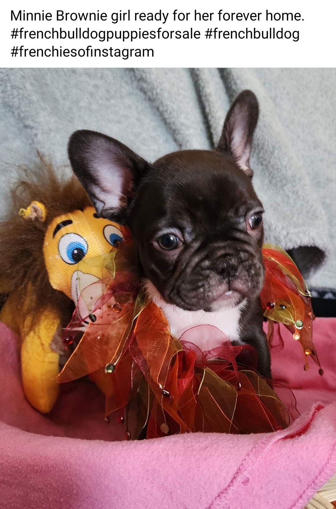 French Bulldogs from Top Bred Frenchies by Jill