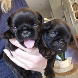 HUGO (White collar boy) - Black male Brussels Griffon puppy in Welch, Minnesota from Baringer Brussels