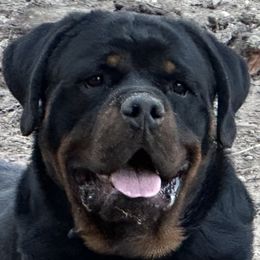 Harry - Rottweiler