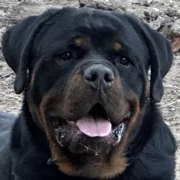 Harry - Rottweiler