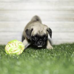 Natalie (purple) - Fawn female Pug puppy in Hereford, Arizona from Broken Road Ranch Pugs