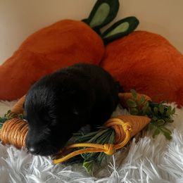 Belgian Malinois Puppies from Z Domu Niedzwiedzia Malinois
