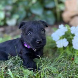 Purple collar girl - Black female Scottish Terrier puppy in Nickelsville, Virginia from Pecan Creek