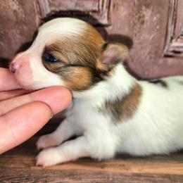 Vixen - White female Companion Cross puppy in Davenport, Washington from Lovely Ladies and Little Asses Miniature Equines (L3A Pomeranians & Papillons)