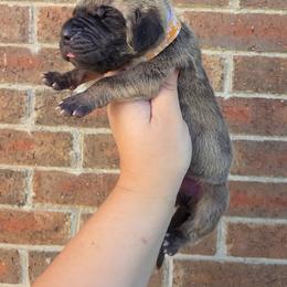 Peeves - Brindle male Great Dane puppy in Arlington, Texas from Scoober Danes