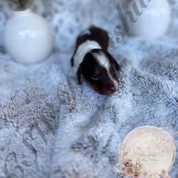 Dachshund Puppies from CSW Dachshunds