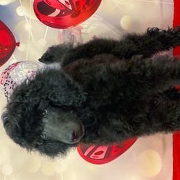 Green - Black Poodle puppy in Louisville, Kentucky from Borealis Poodles