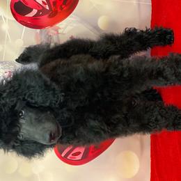 Green - Black Poodle puppy in Louisville, Kentucky from Borealis Poodles