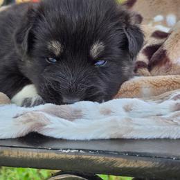 TUX - Black male Gerberian Shepsky puppy in Gorman, Texas from Bransford Paw Pack/Timber Huskies
