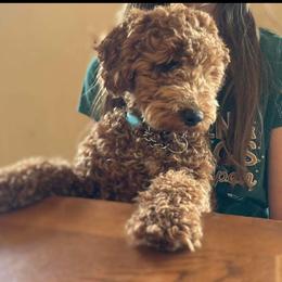 N/A - Goldendoodle