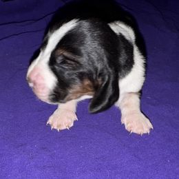 Betty - Black white and tan female Basset Hound puppy in Inman, Nebraska from Sandhill Hounds of Nebraska