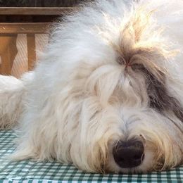 Old English Sheepdogs from Snowdowne Too Annex
