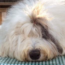 Old English Sheepdogs from Snowdowne Too Annex