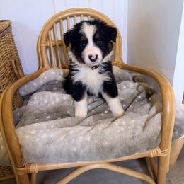 Yellow collar - Black tri-color male Australian Shepherd puppy in Grand Saline, Texas from Murphy Ranch Australian Shepherds