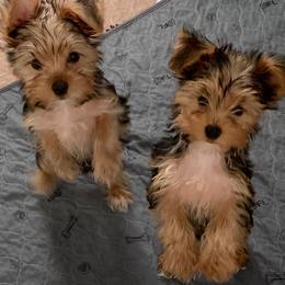Standard Boy 2 - Blue and gold male Yorkshire Terrier puppy in Willow Grove, Pennsylvania from Willow Grove Yorkie