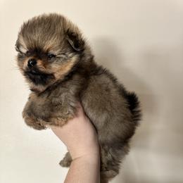 Tank - Orange sable male Pomeranian puppy in Waterloo, Indiana from Garcias Pomeranian
