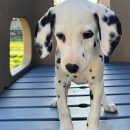 Dalmatian Puppies from Crystal Gonzalez
