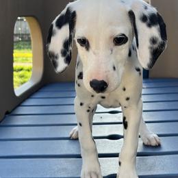 Dalmatian Puppies from Crystal Gonzalez