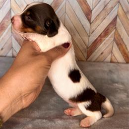 Moomoo - Piebald female Dachshund puppy in North Auburn, California from Northern Doxie