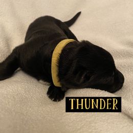 German Shepherd Puppies from High Voltage GSD