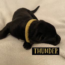 German Shepherd Puppies from High Voltage GSD
