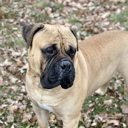 Kobe - Bullmastiff
