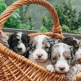 Aussiedoodles, Australian Mountain Doodles, and Double Doodles from Melrose Mountain Farm