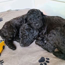 Poodle puppies from Hickory Hills Poodles