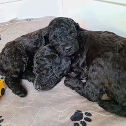 Poodle puppies from Hickory Hills Poodles