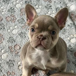 Sunny - Cream female French Bulldog puppy in Saratoga Springs, Utah from Your Utah Frenchie