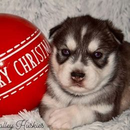 Siberian Husky Puppies from North Valley Huskies