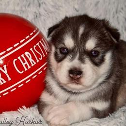 Siberian Husky Puppies from North Valley Huskies