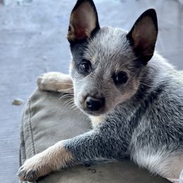 Australian Cattle Dog Puppies from Tin Roof Australian Cattle Dogs