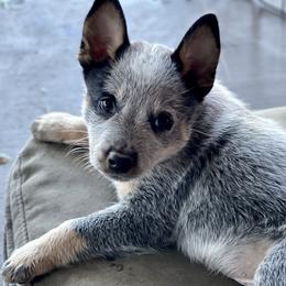 Australian Cattle Dog Puppies from Tin Roof Australian Cattle Dogs