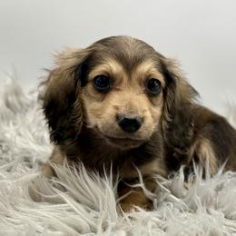 AKC  Orange - Sable male Dachshund puppy in Bartlesville, Oklahoma from OkieDokieDox