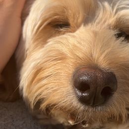 Goldendoodles from E&A Doodle Barn