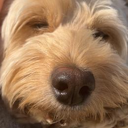 Goldendoodles from E&A Doodle Barn